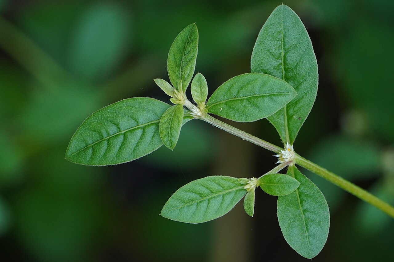 Alternanthera sessilis