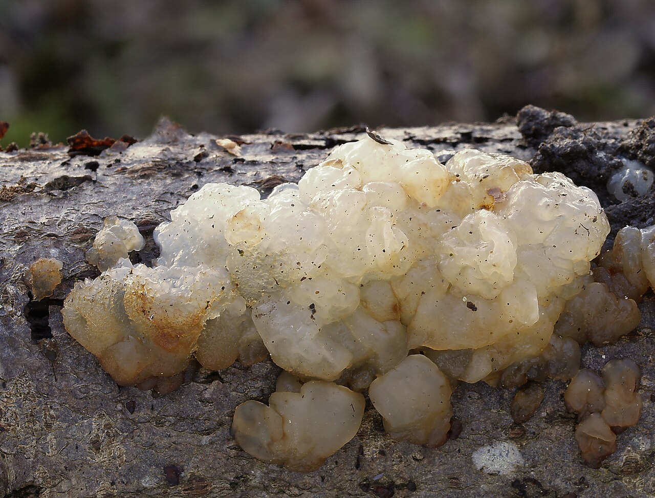 Exidia cartilaginea