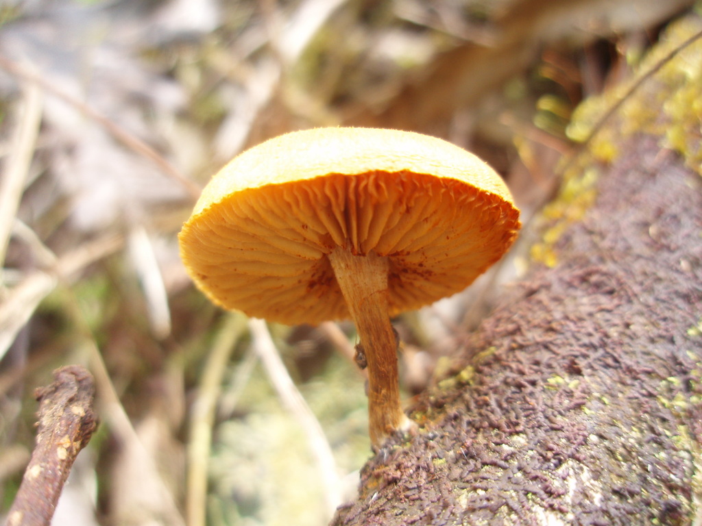 Gymnopilus subtropicus