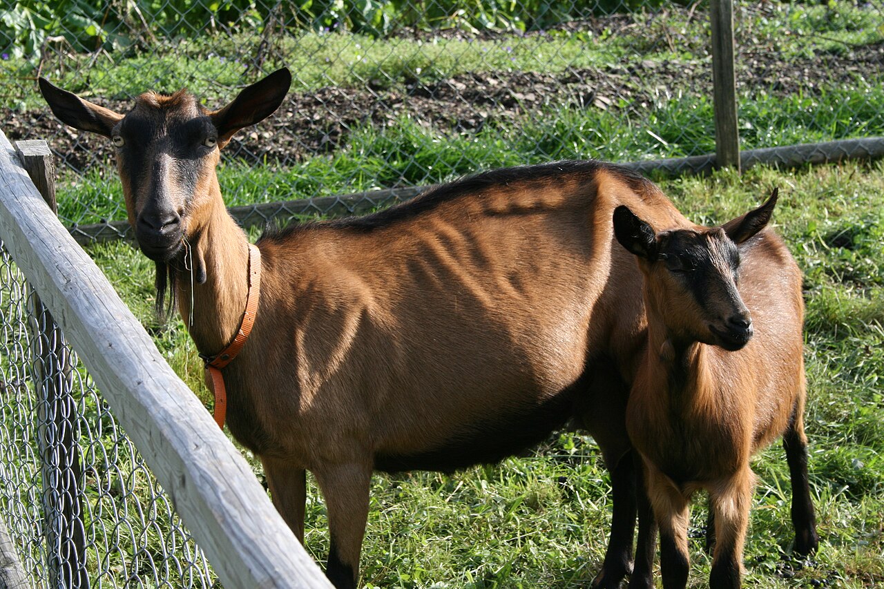Erzgebirge Goat