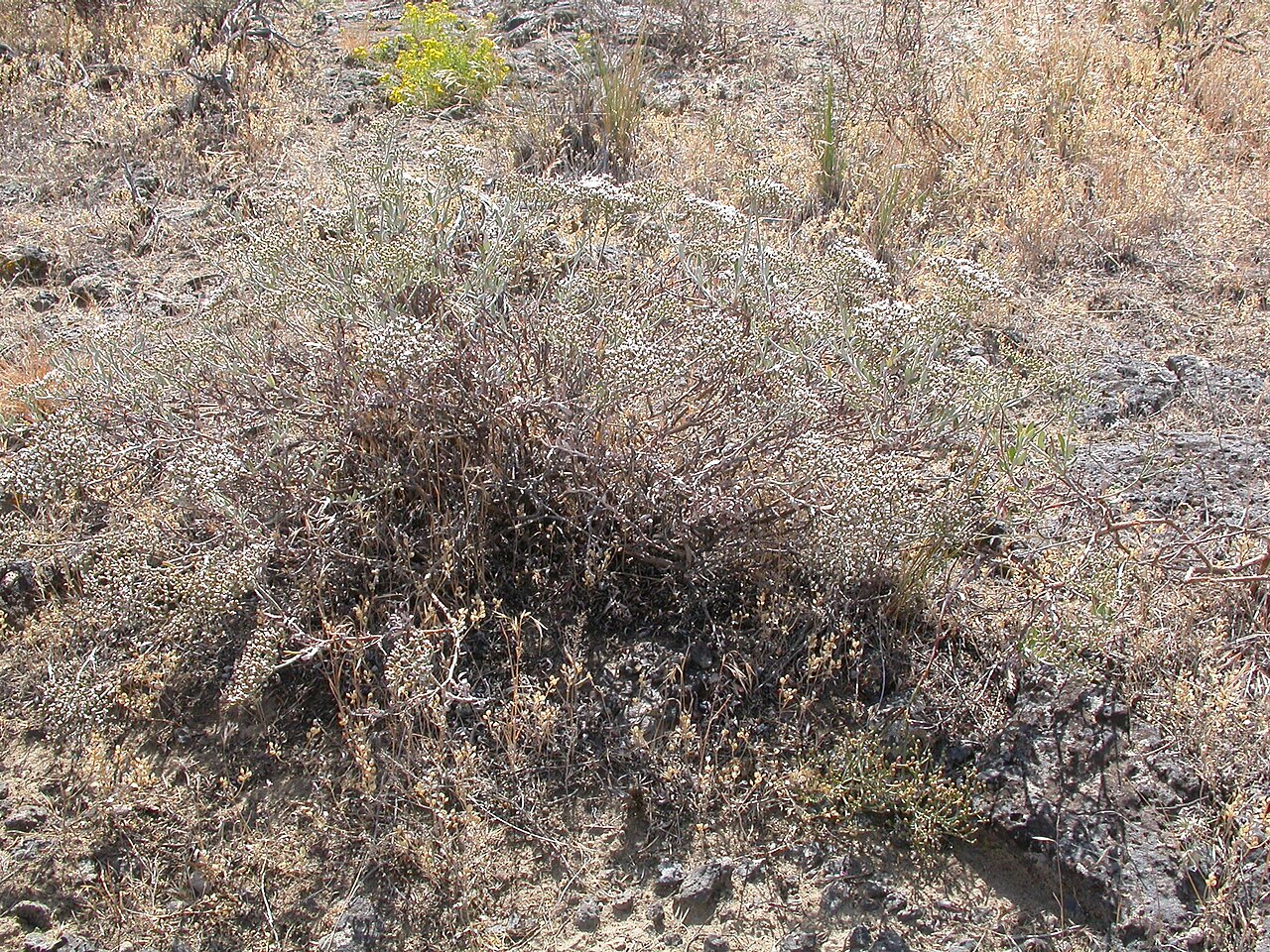 Eriogonum microthecum