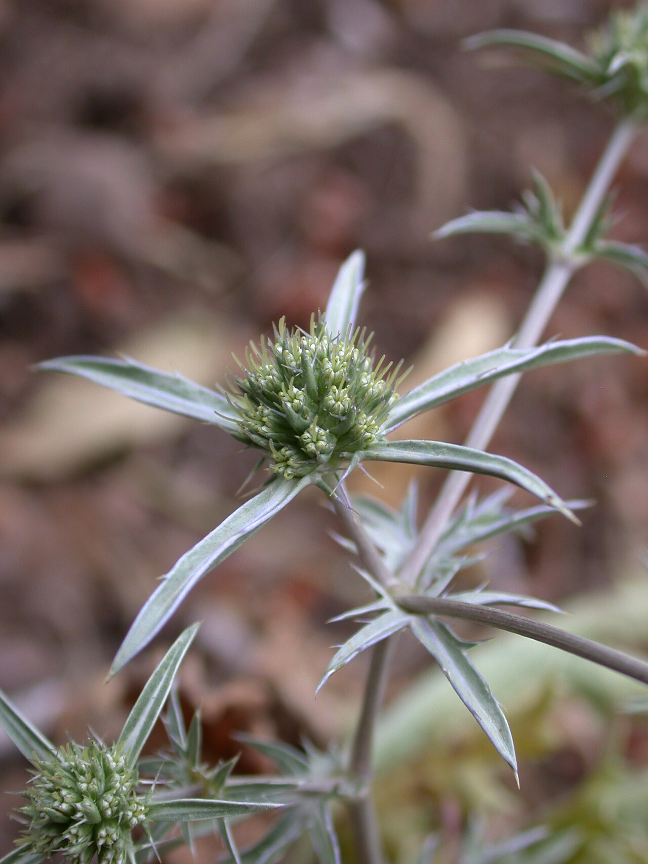Eryngium creticum