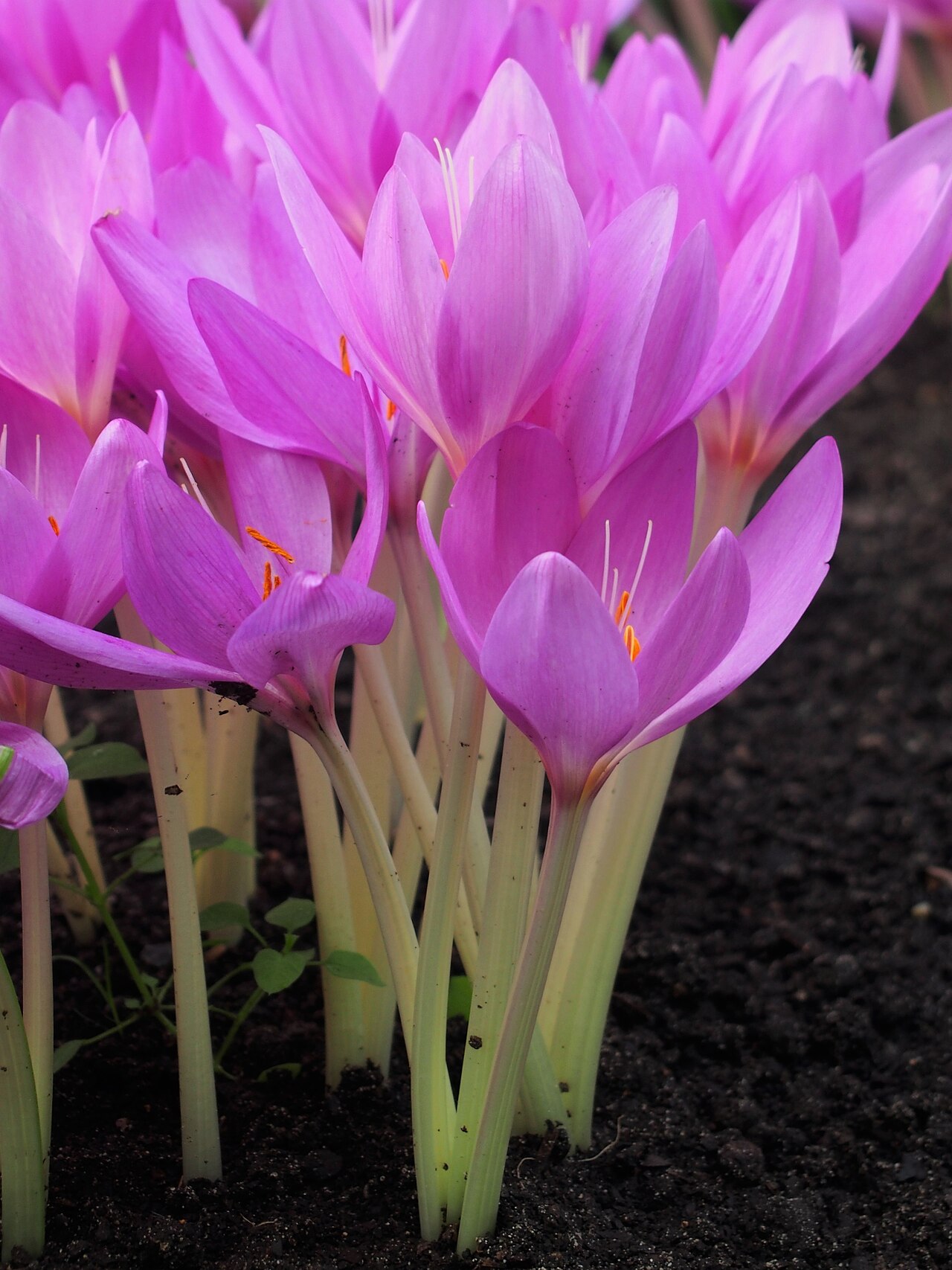 Colchicum speciosum
