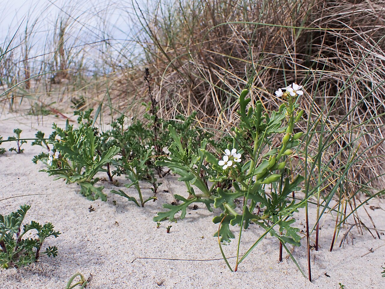 Cakile maritima