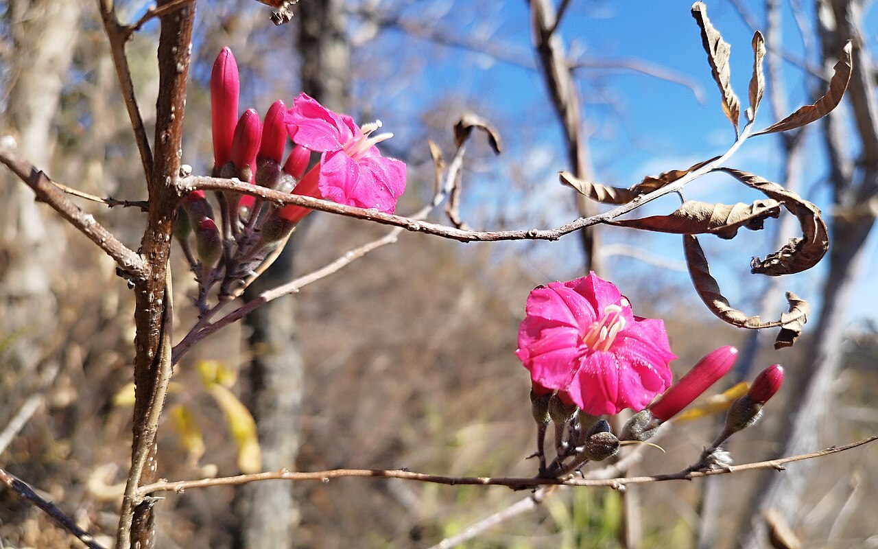 Ipomoea conzattii
