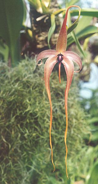 Bulbophyllum fruticicola