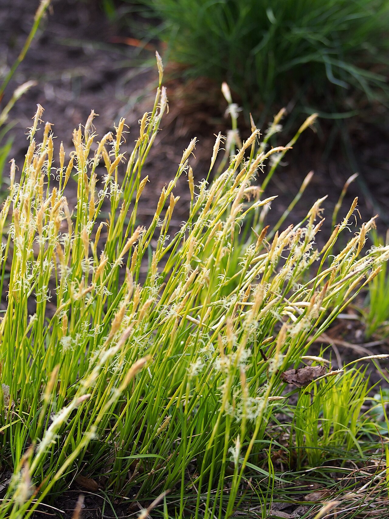 Carex alba