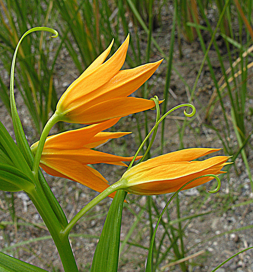 Gloriosa modesta