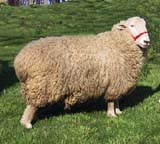 Coopworth
