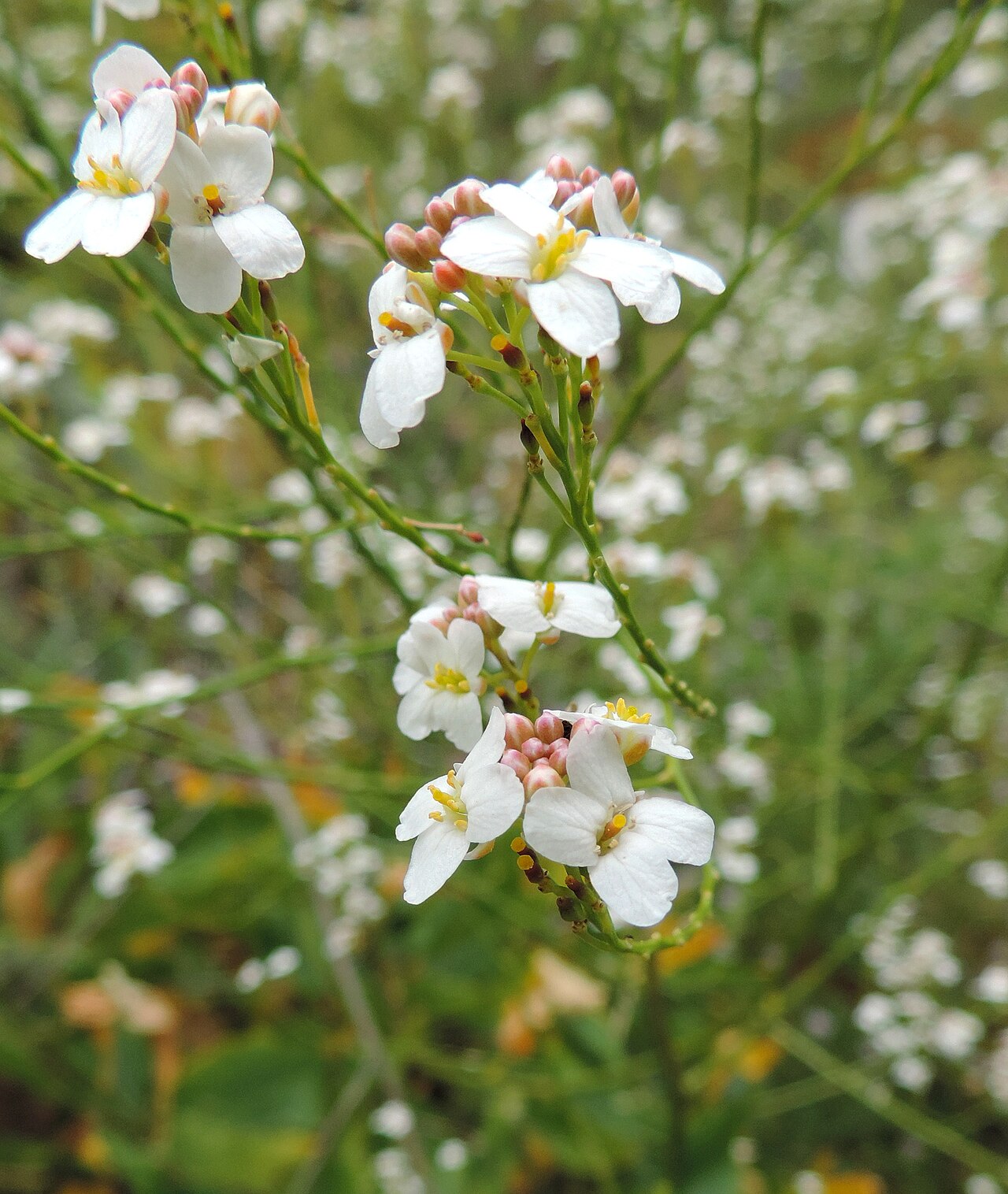 Crambe pritzelii