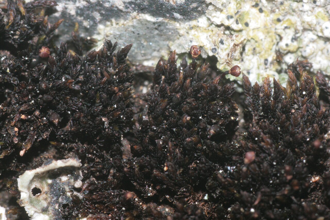 Andreaea rupestris