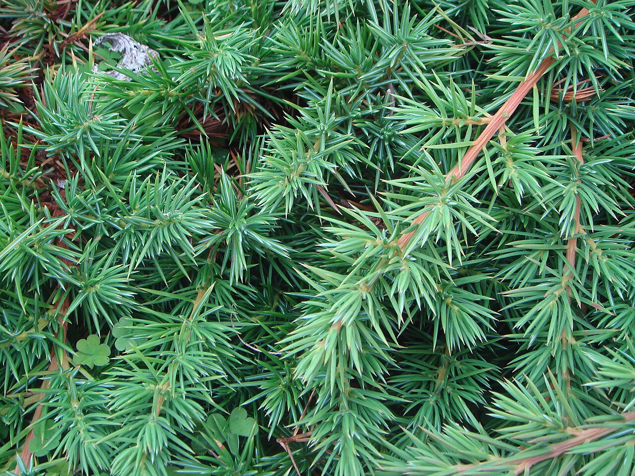 Juniperus pinchotii