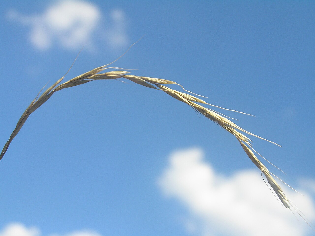 Elymus caninus