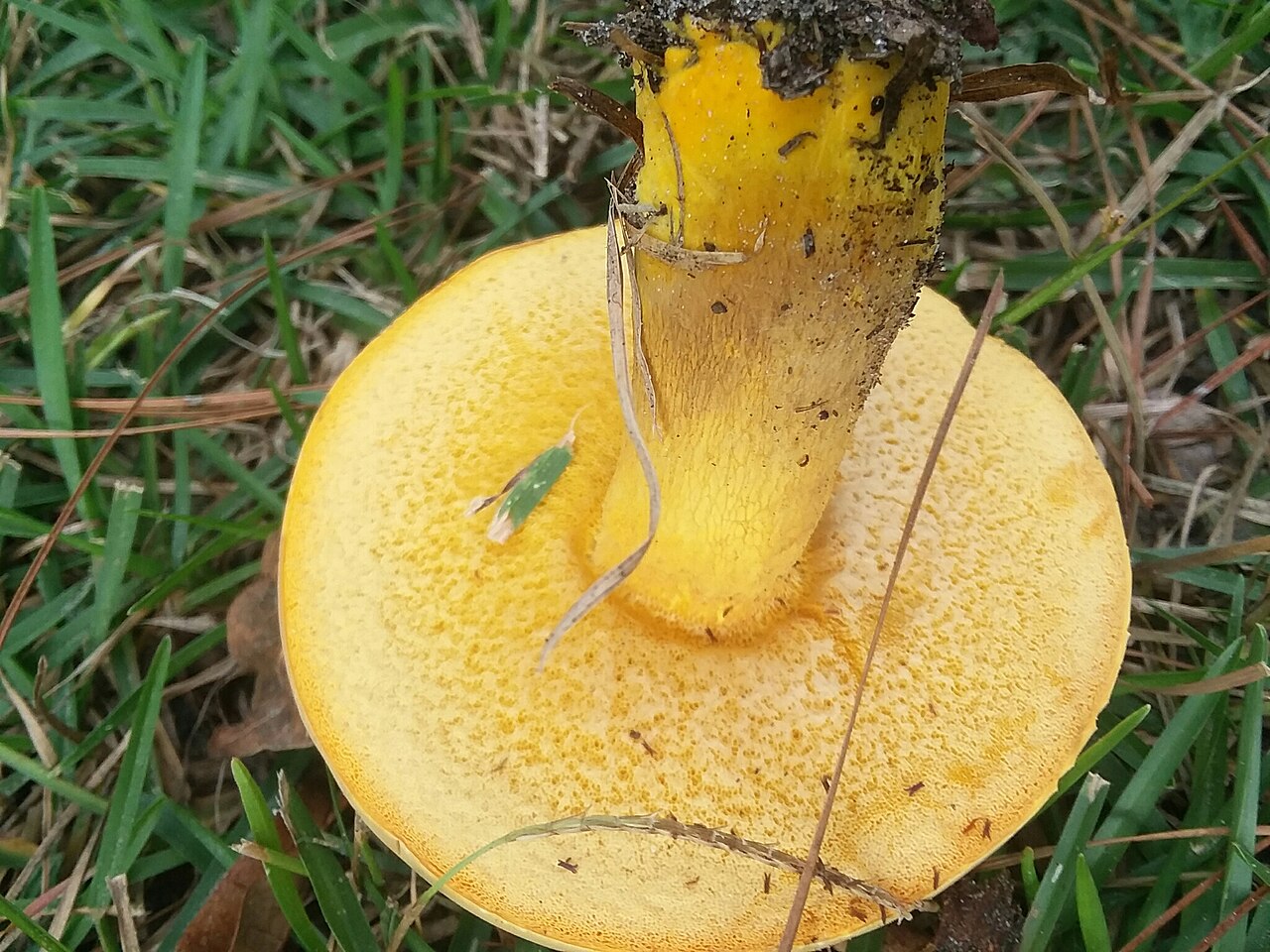 Butter-foot bolete