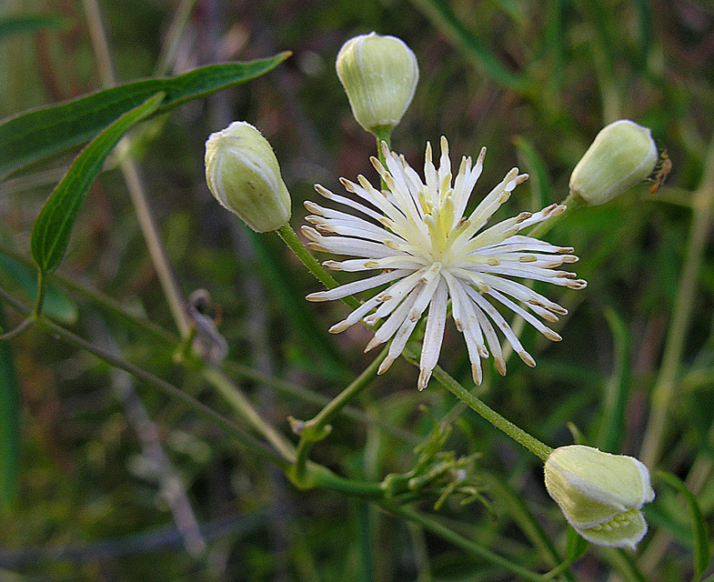 Clematis campestris