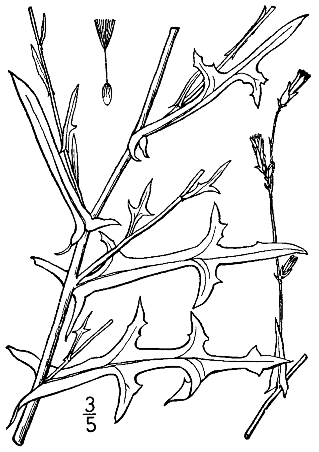 Lactuca saligna