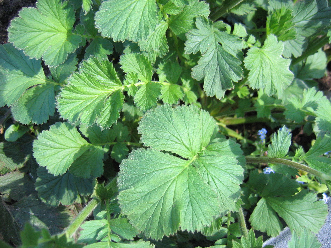 Geum coccineum