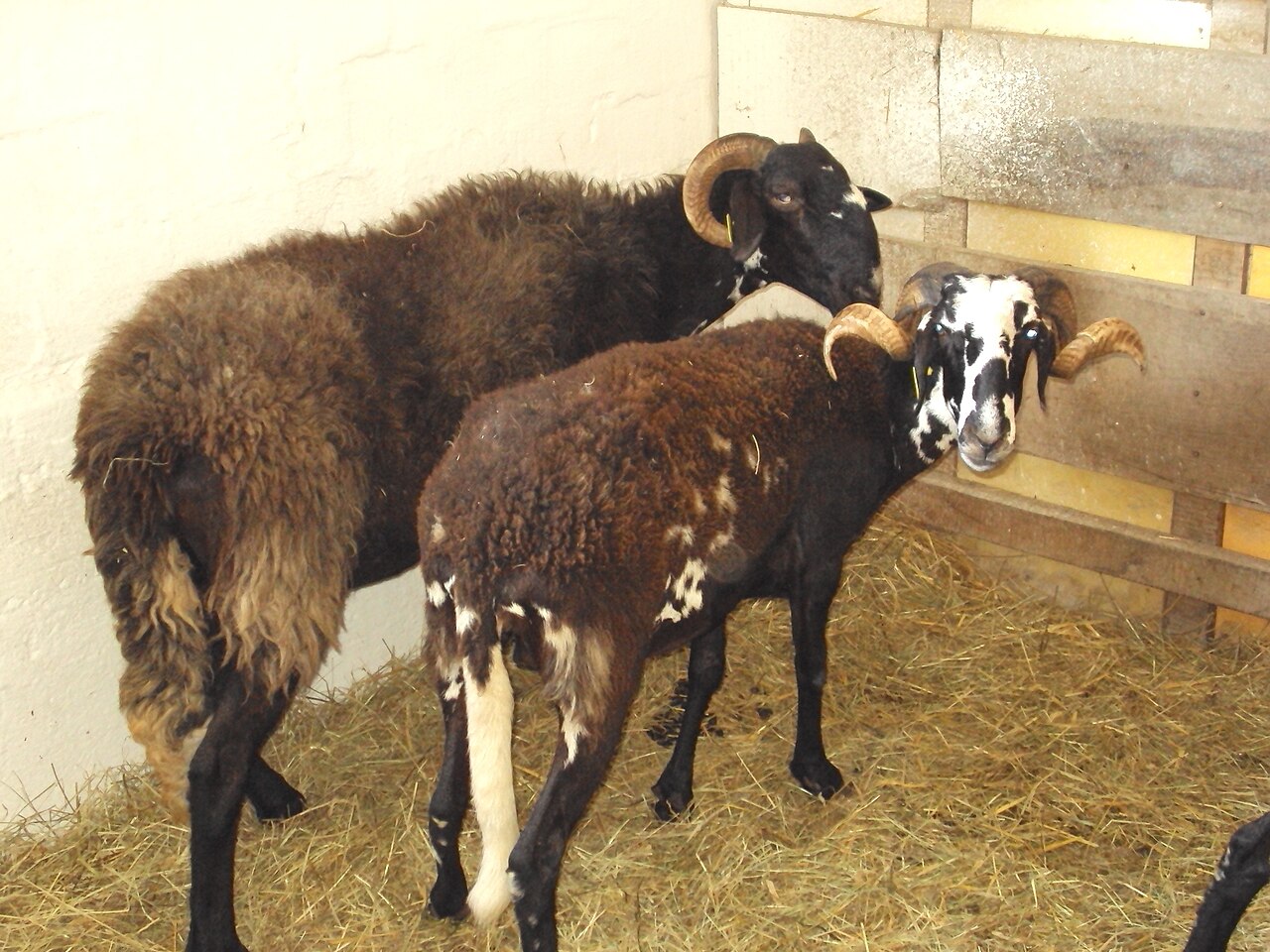Istrian Pramenka
