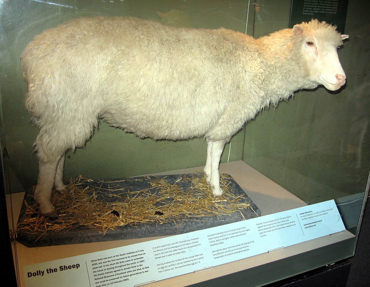 Finnish Dorset