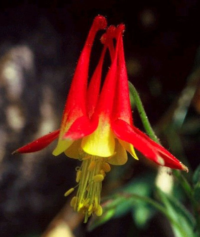 Aquilegia micrantha