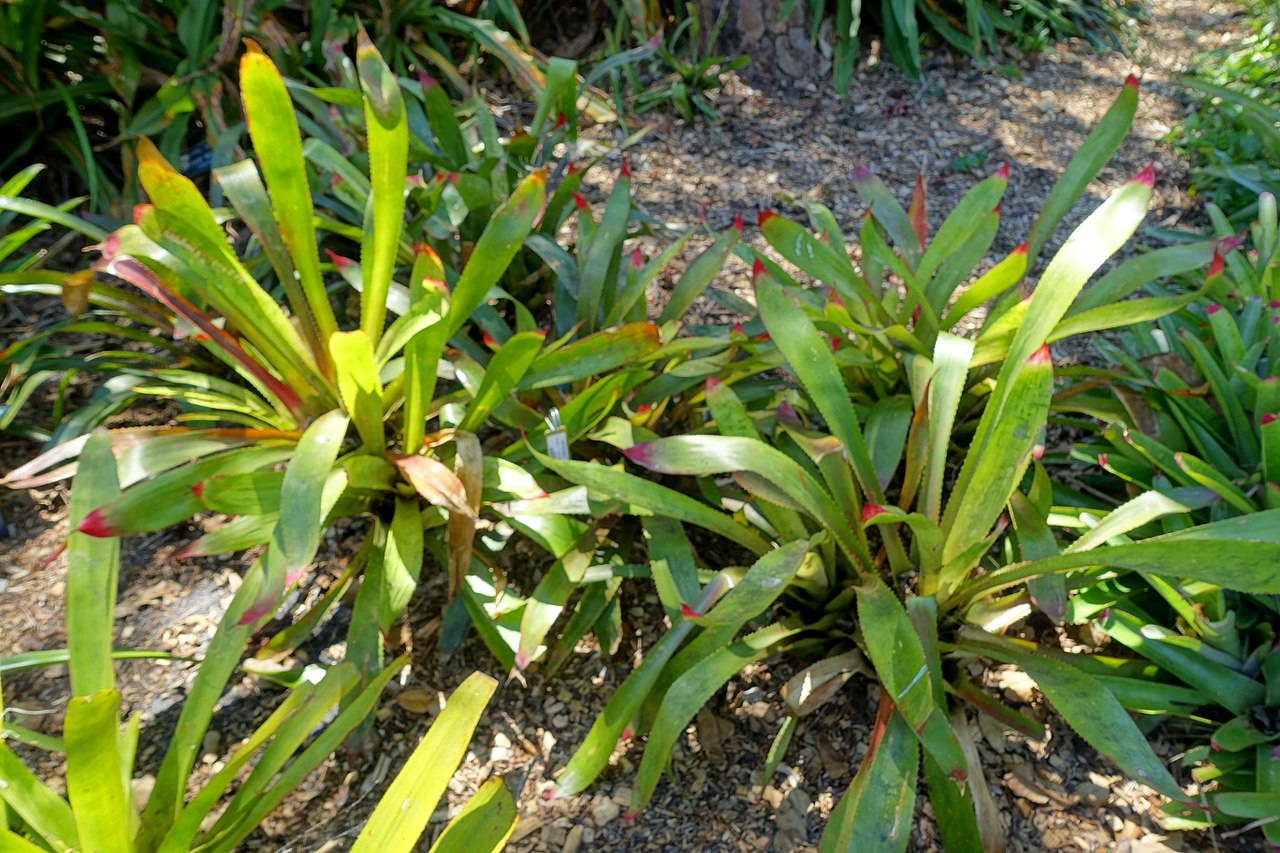 Wittrockia superba