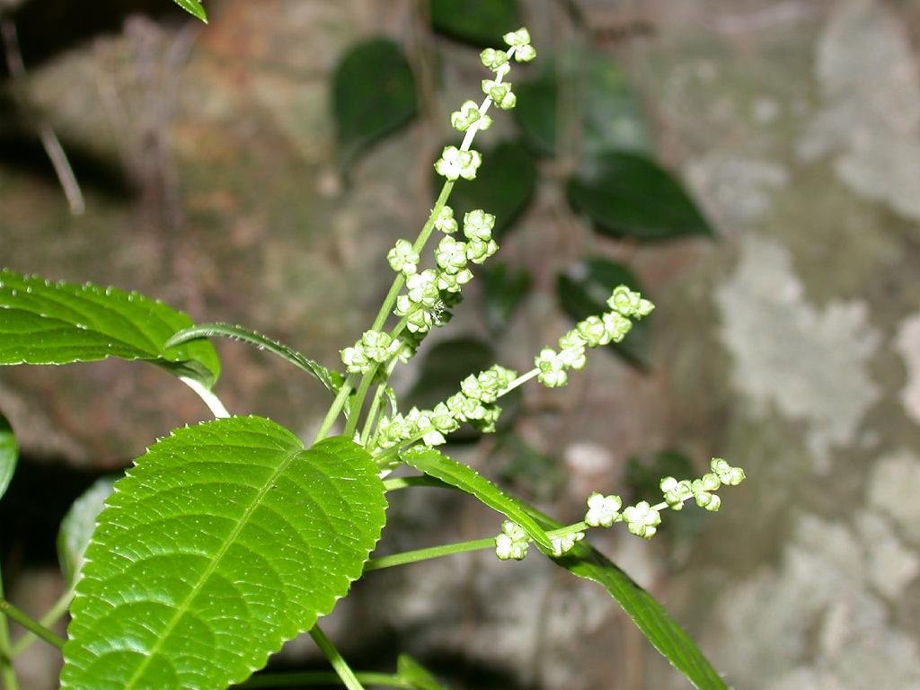 Mercurialis leiocarpa