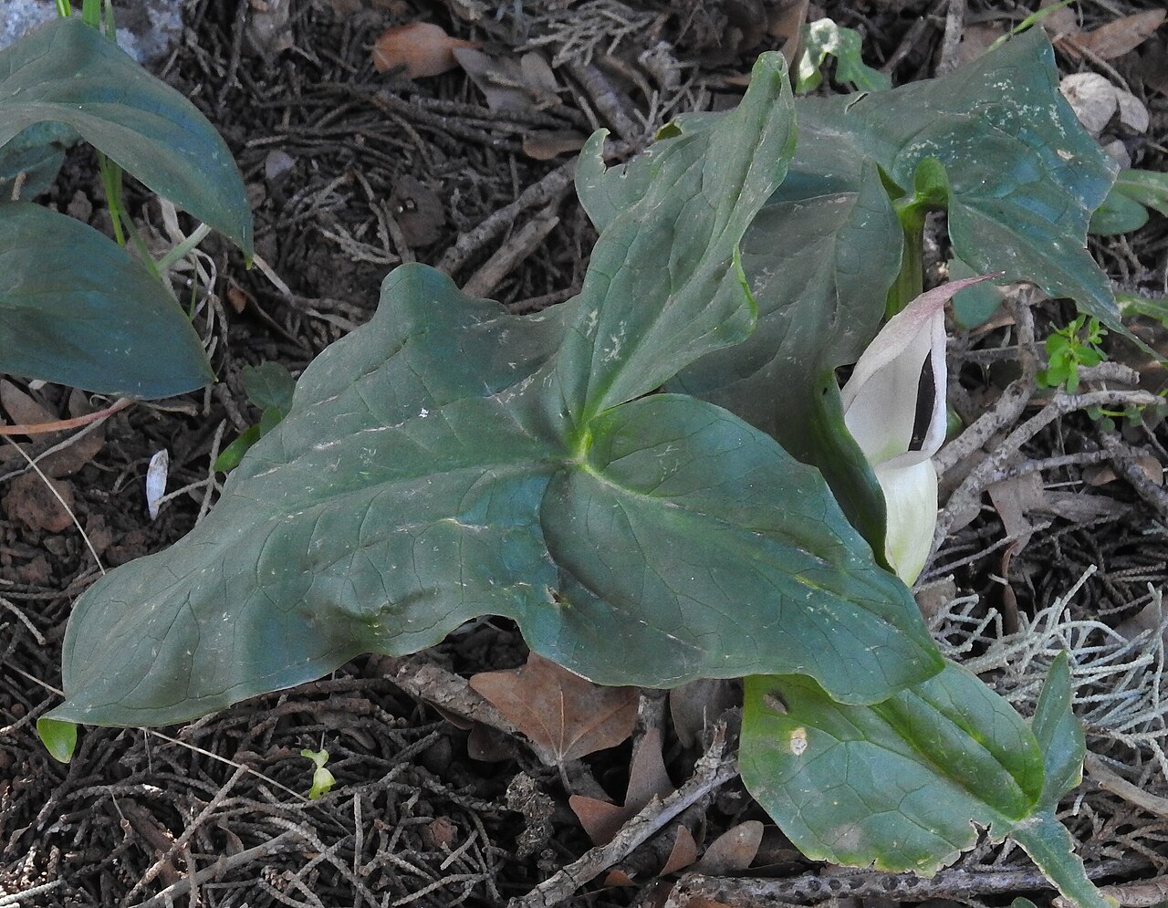 Arum idaeum