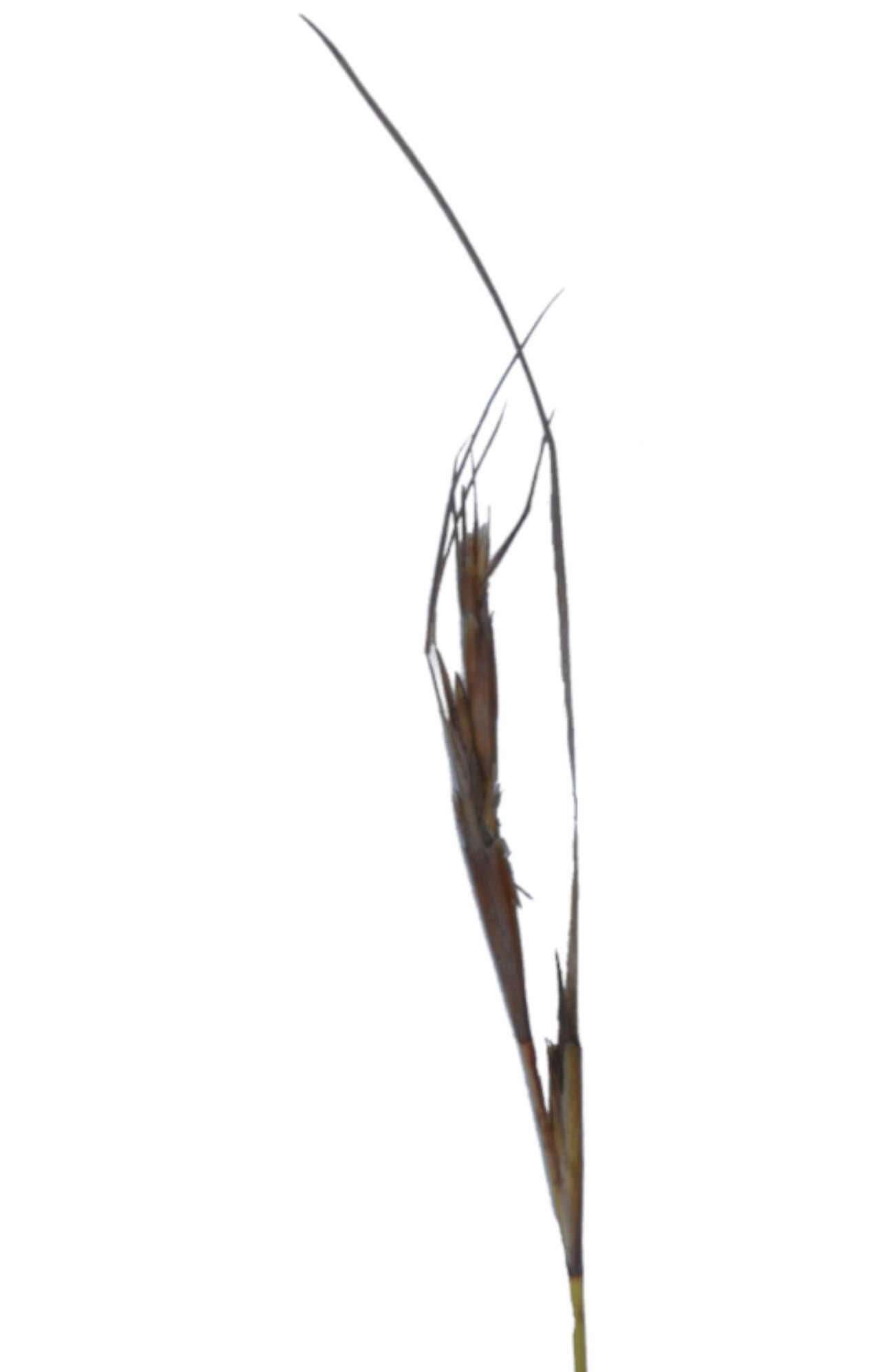 Schoenus bracteosus