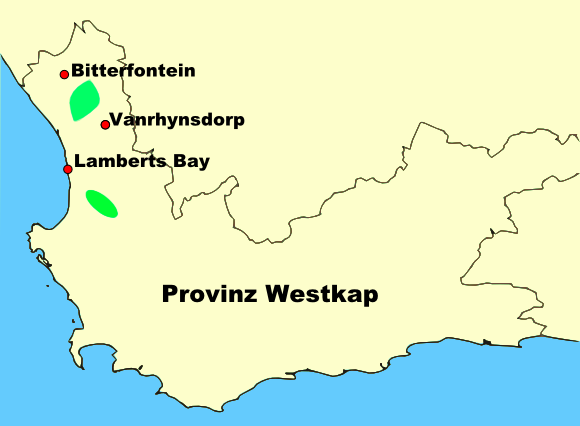 Diplosoma retroversum
