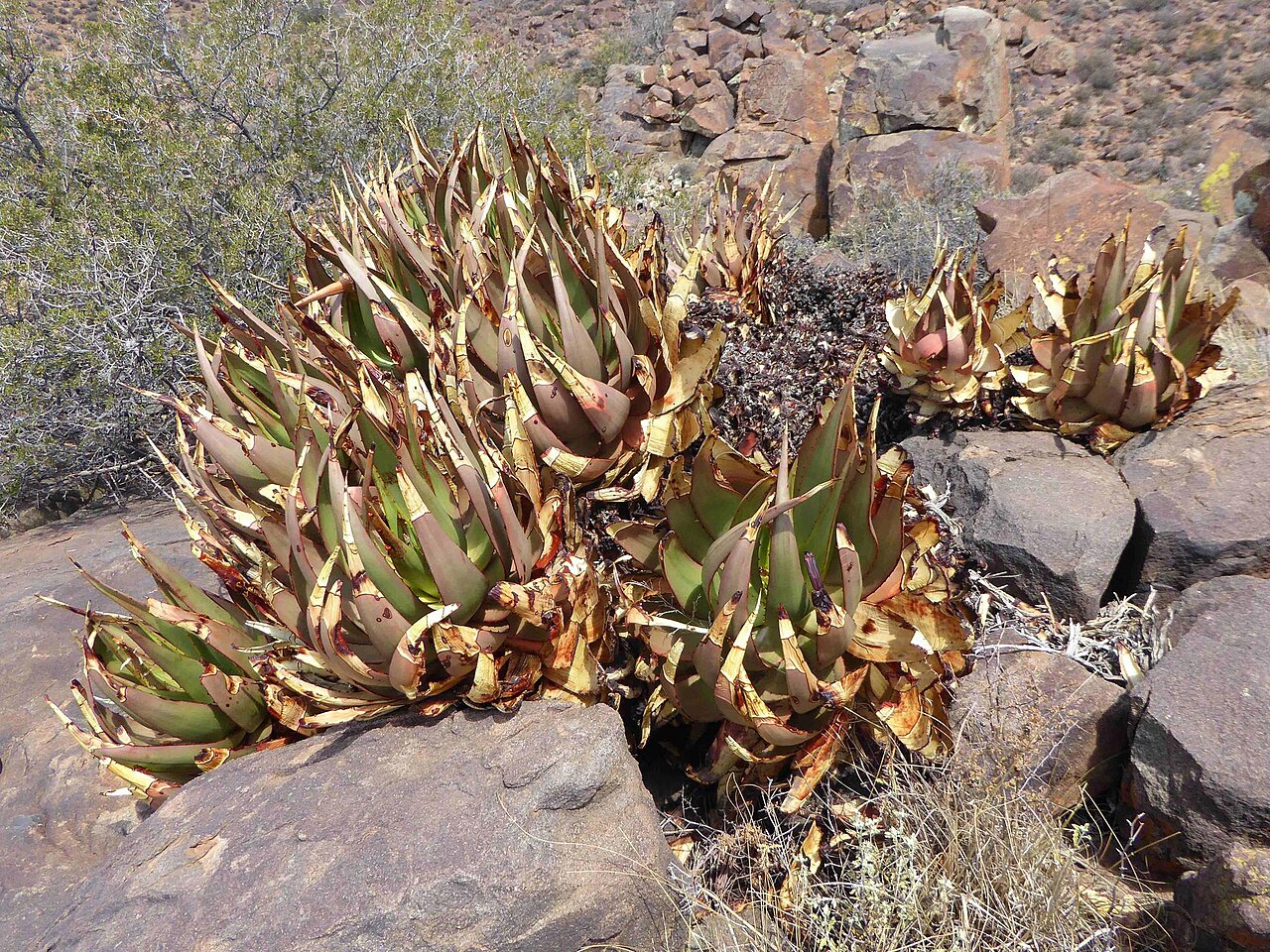 Aloe chlorantha