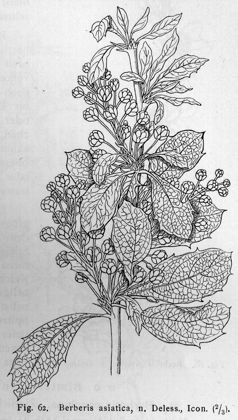 Berberis asiatica