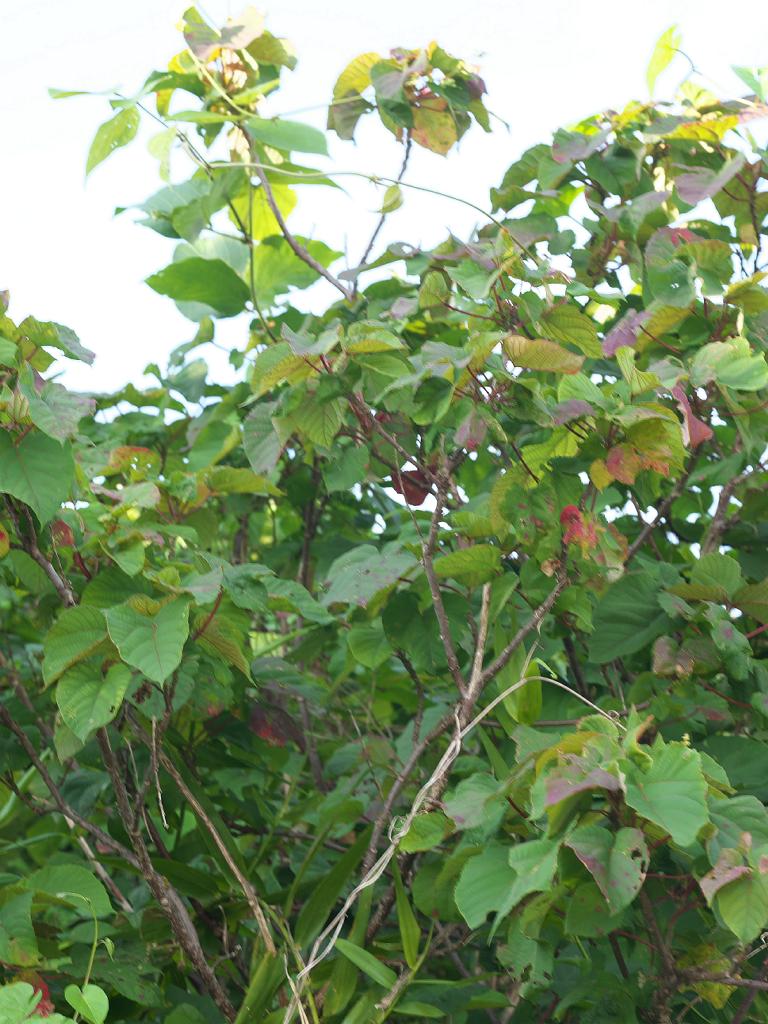 Alchornea liukiuensis