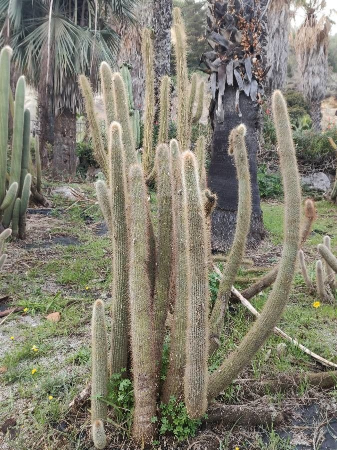 Cleistocactus orthogonus