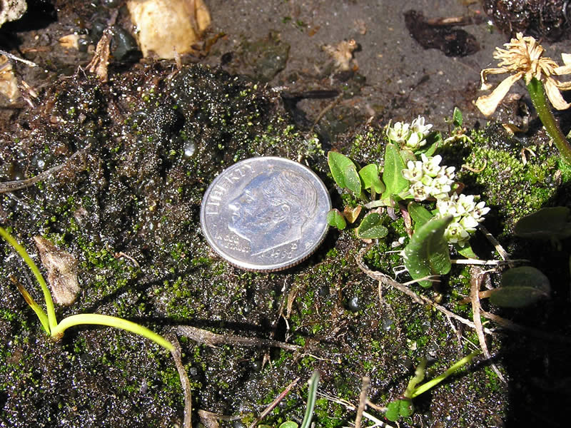 Eutrema penlandii