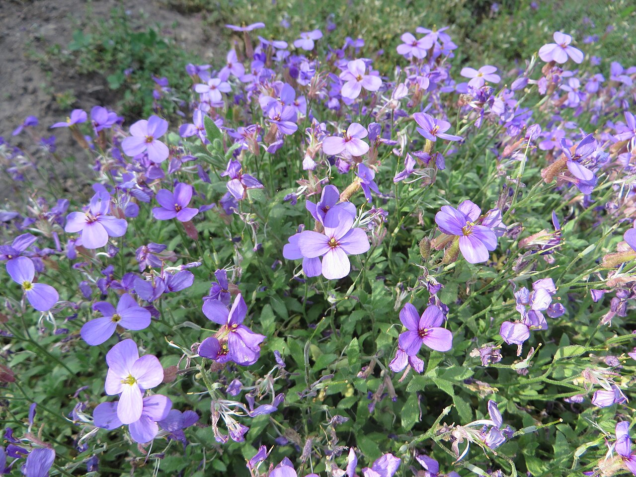 Aubrieta columnae