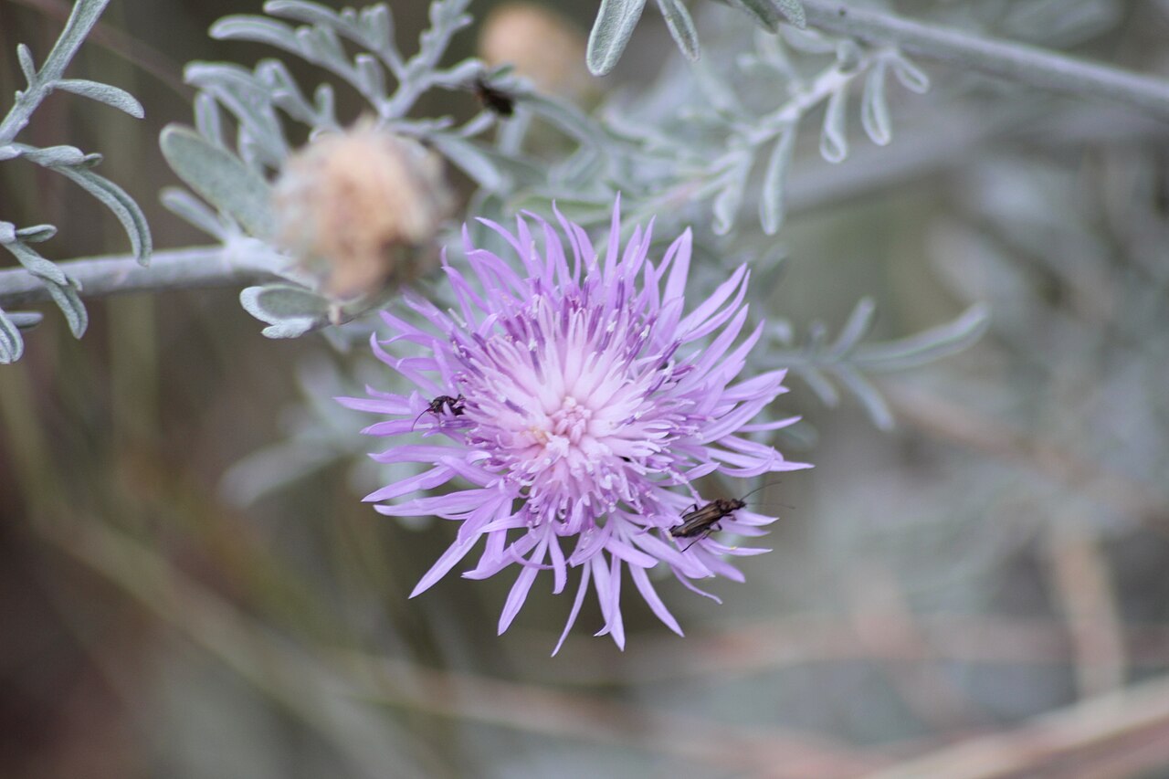 Centaurea leucadea
