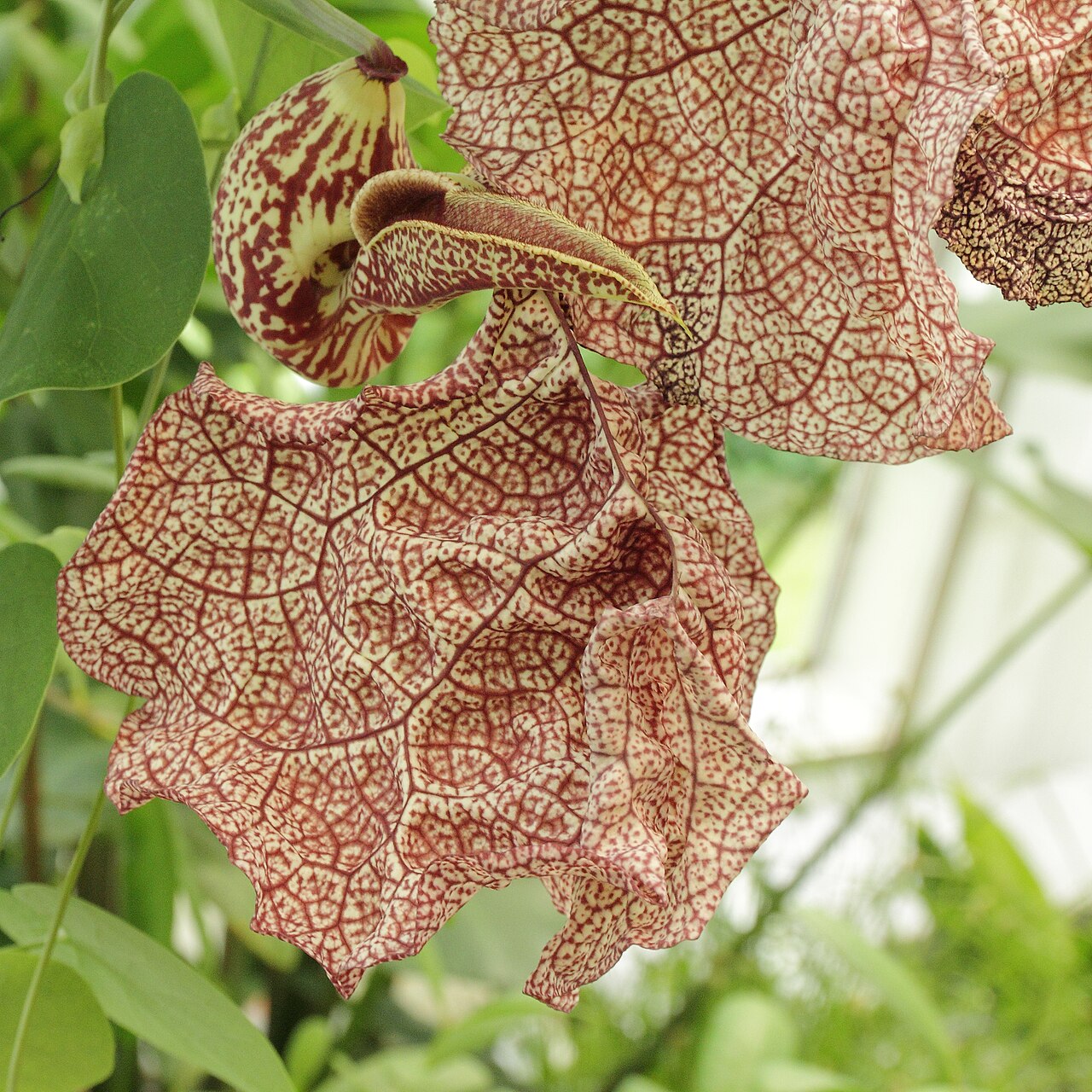 Aristolochia labiata
