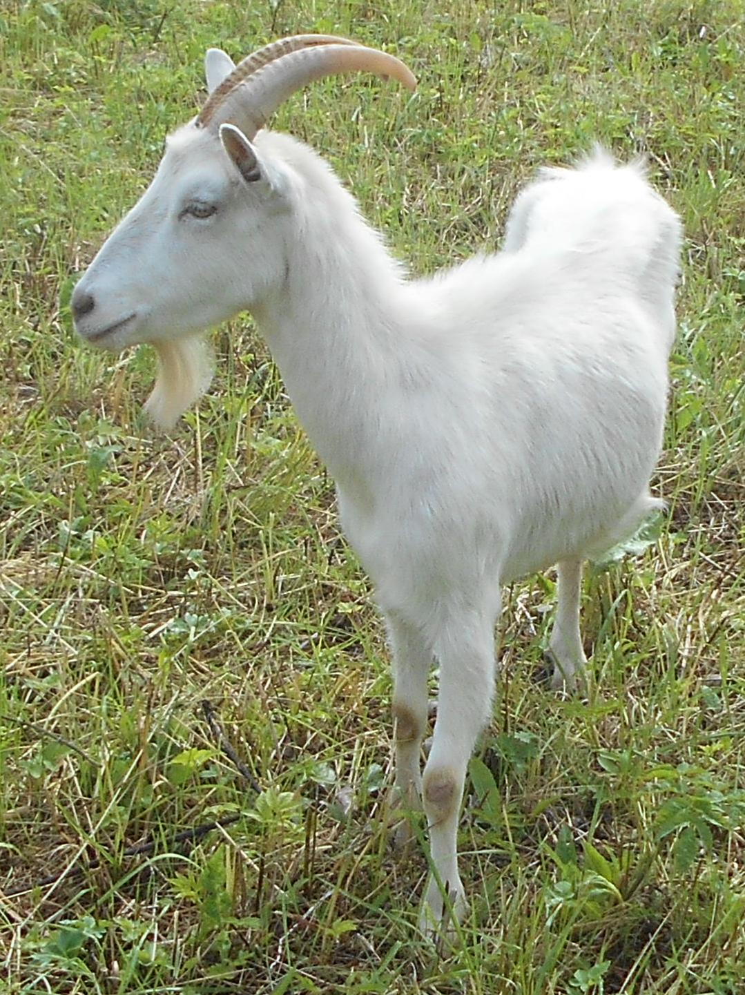 Russian White