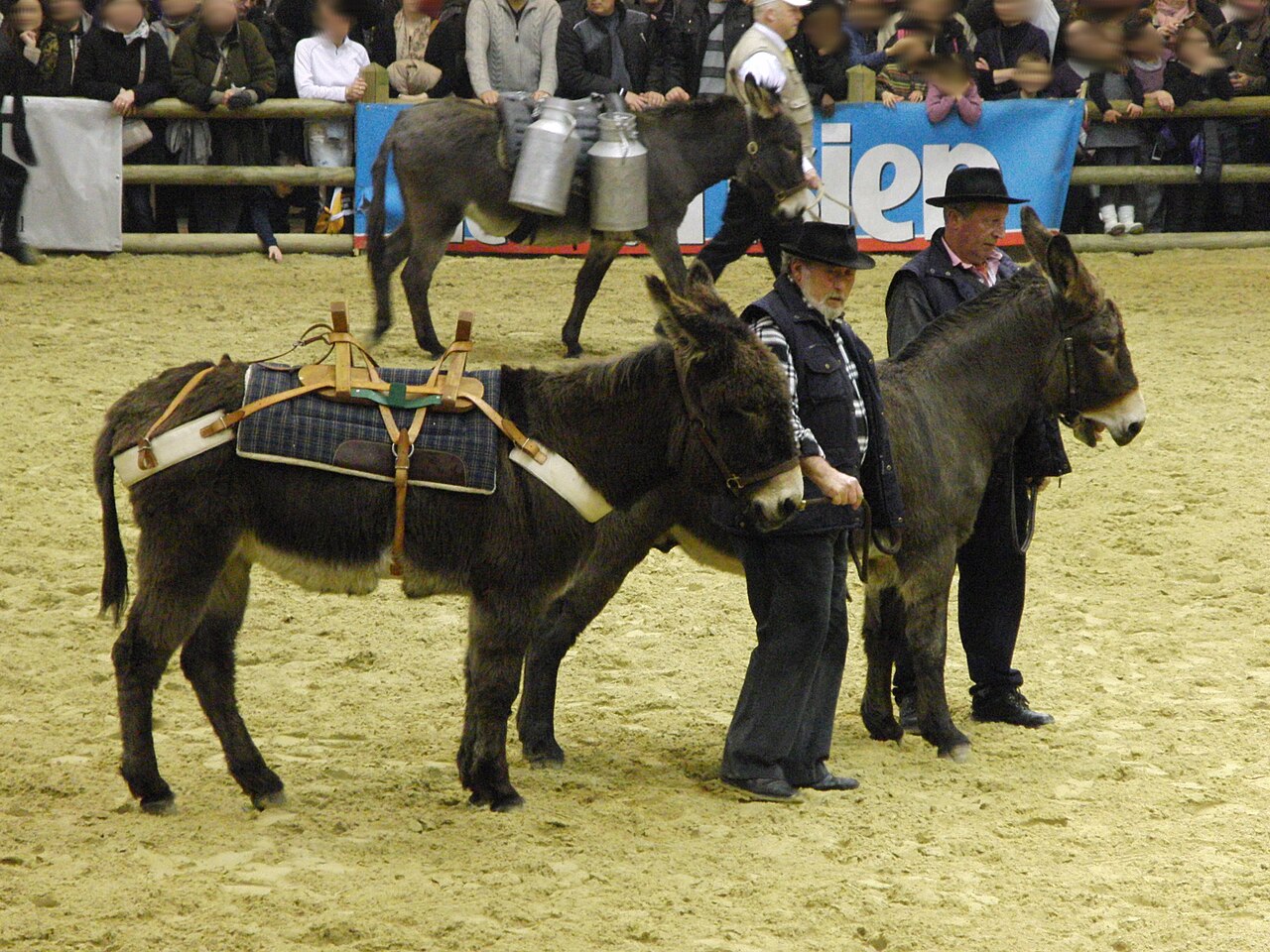 Bourbonnais Donkey