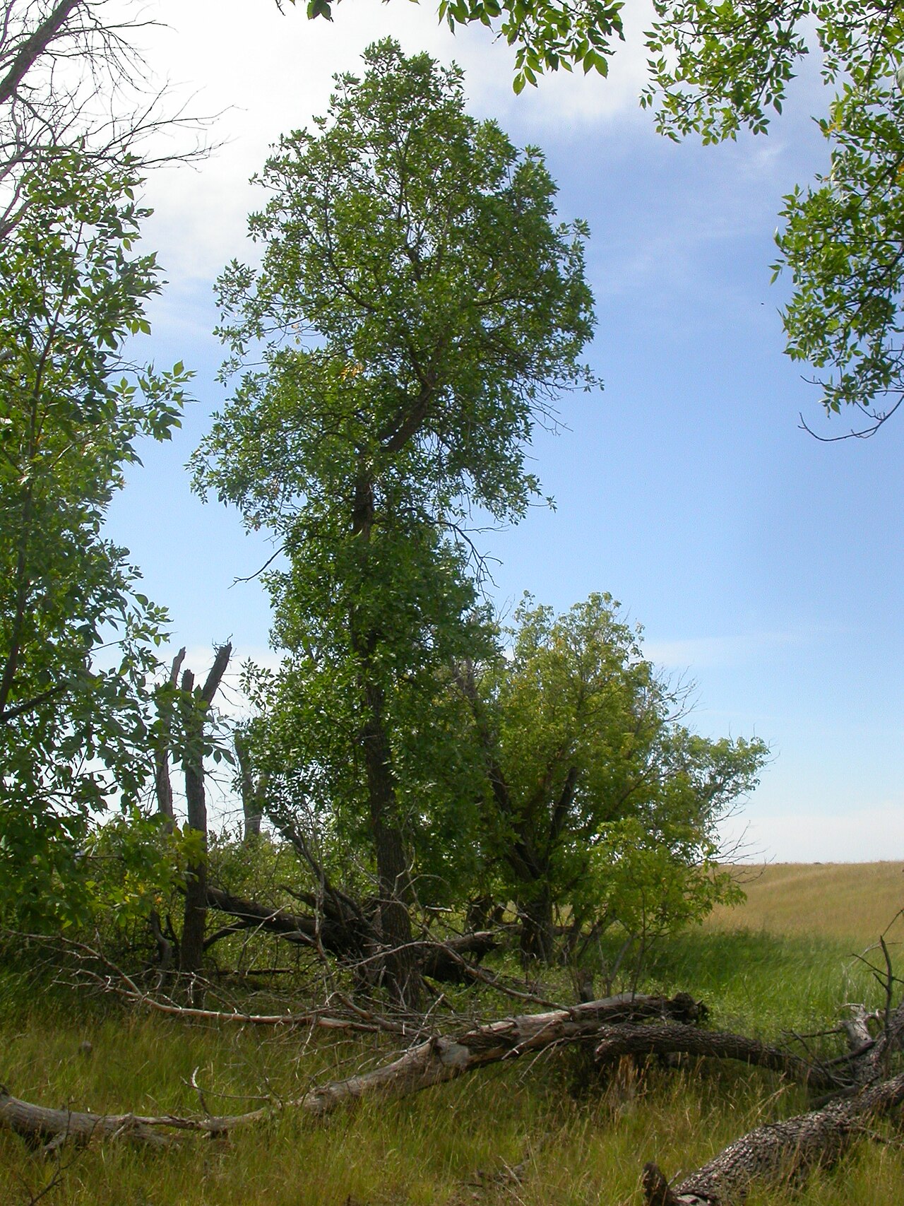 Fraxinus pennsylvanica