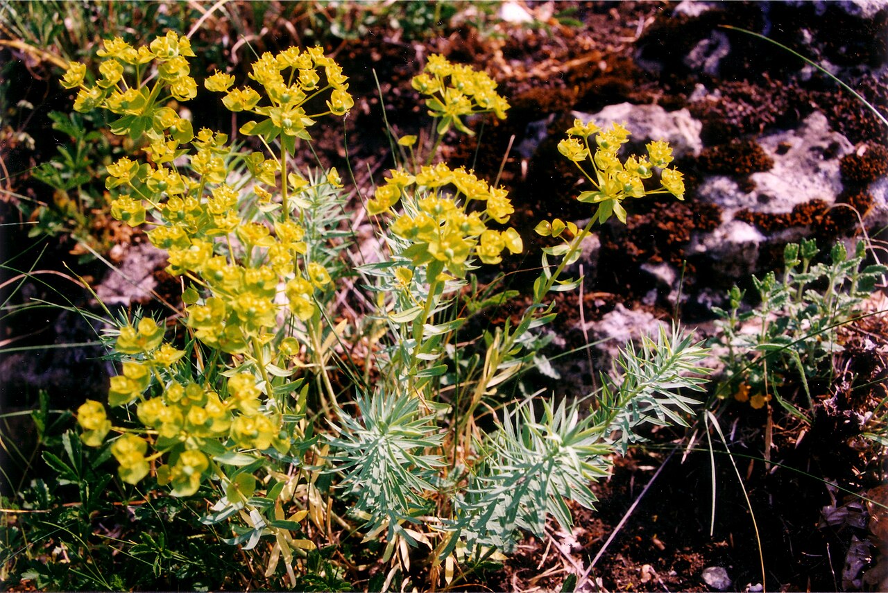 Euphorbia seguieriana