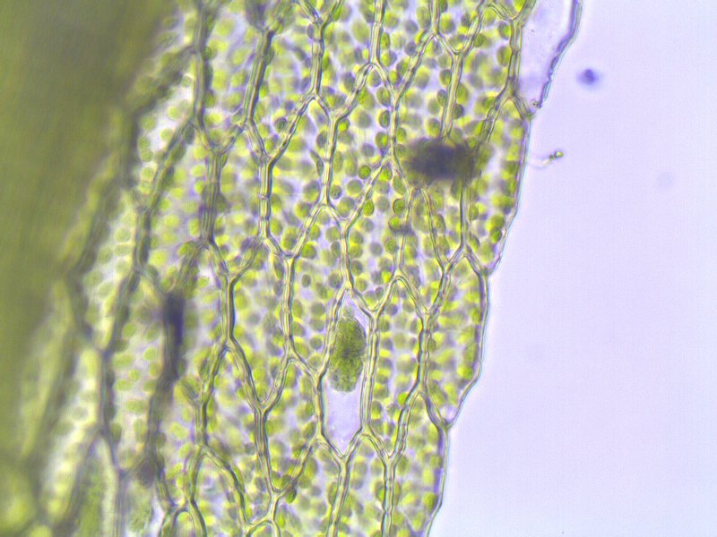 Bryum caespiticium