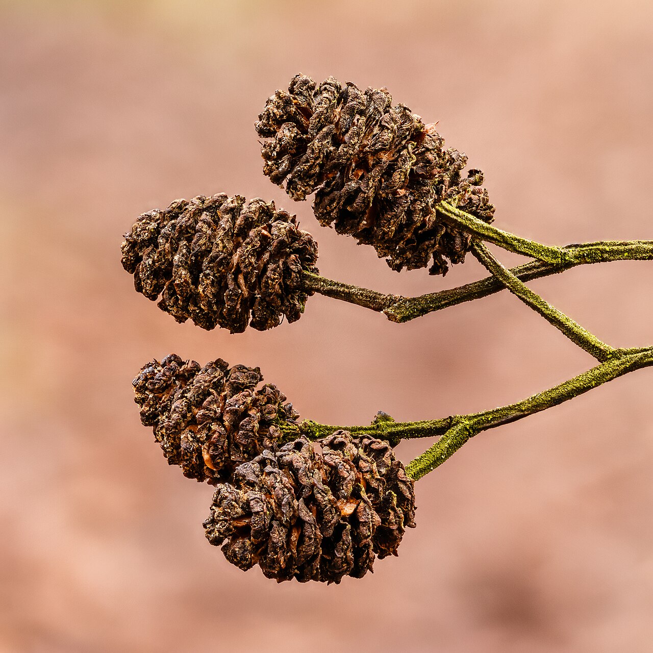 Alnus cremastogyne