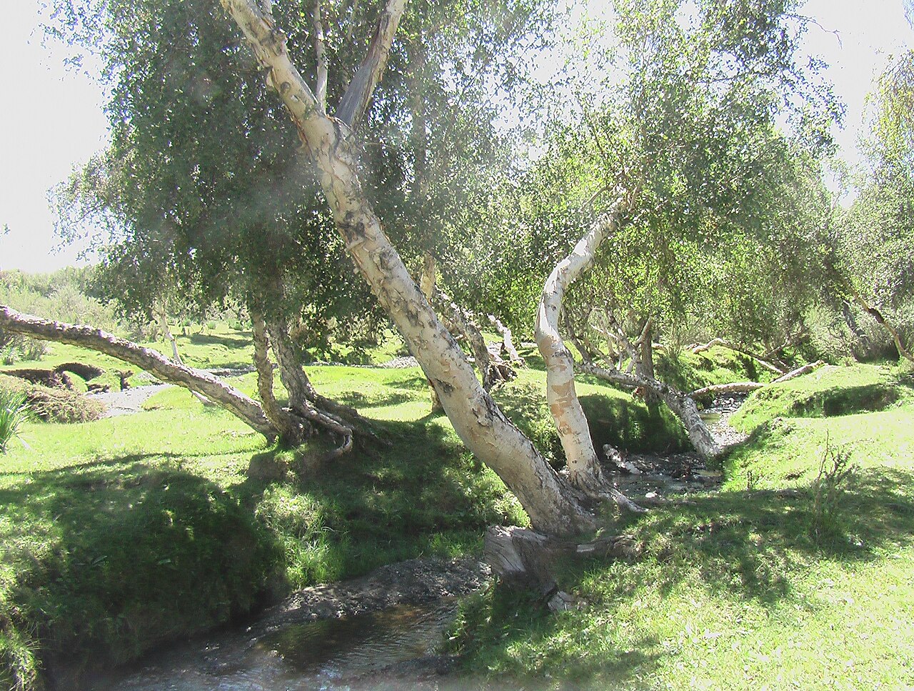 Betula microphylla