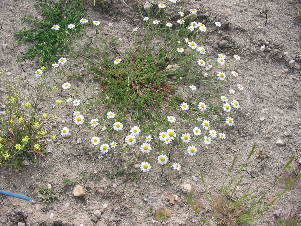 Achillea pubescens