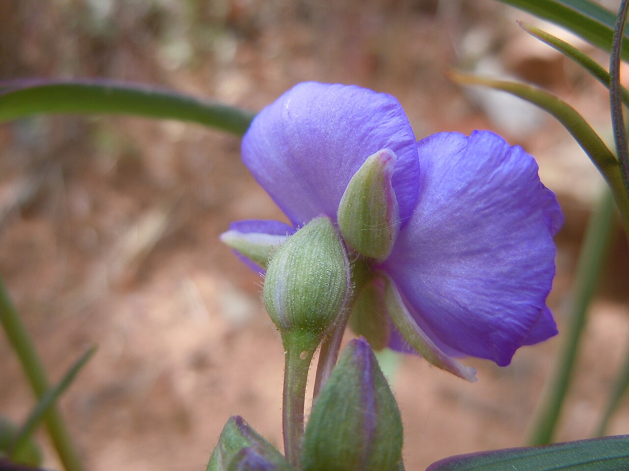 Calochortus occidentalis
