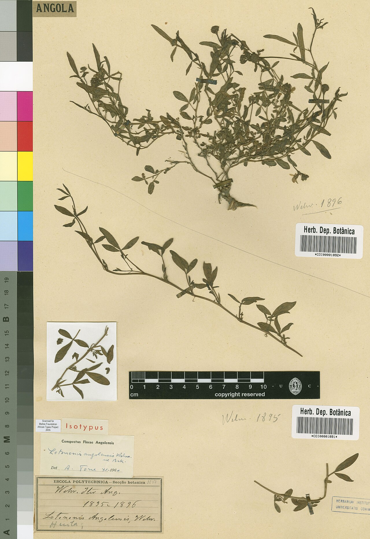 Listia angolensis