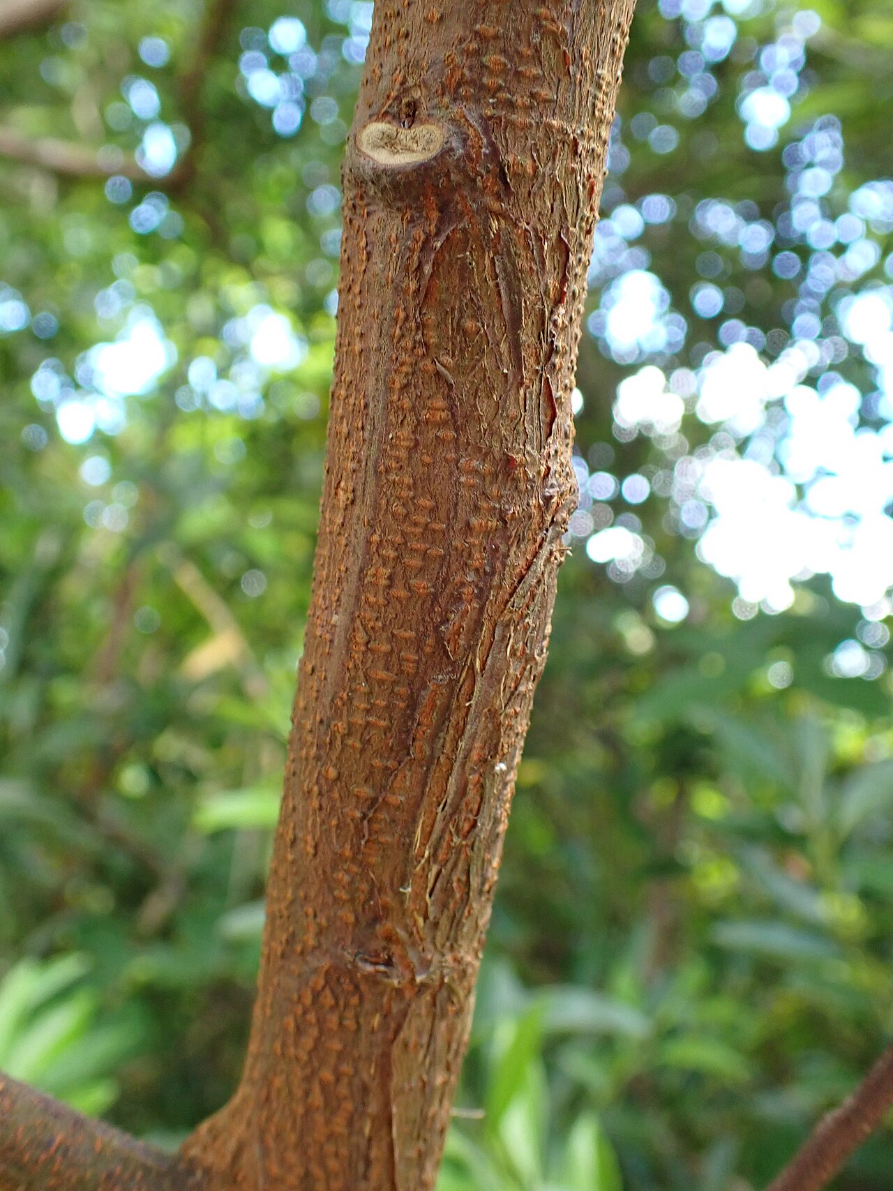 Archidendron lucidum