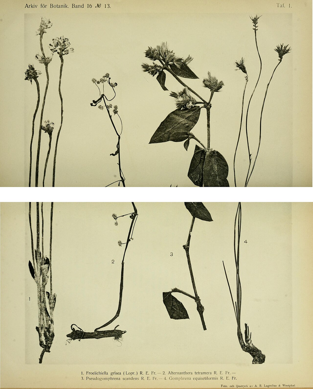 Alternanthera tetramera