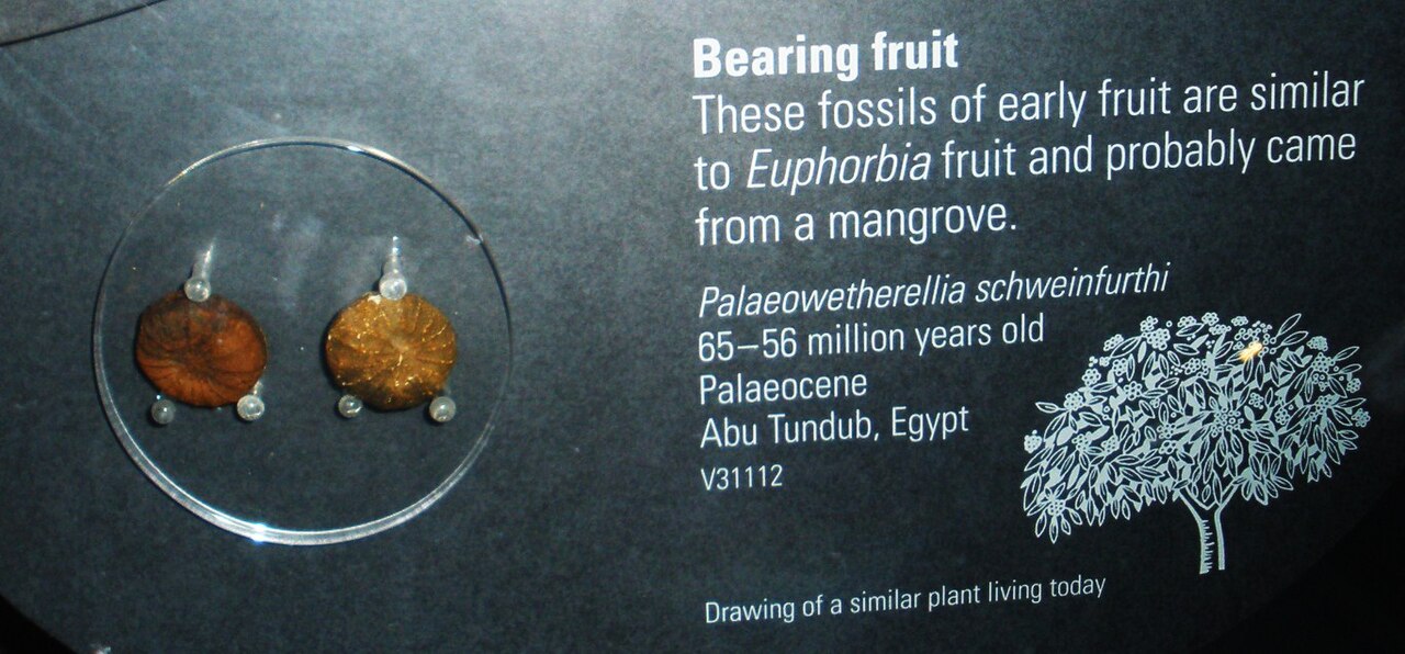 Palaeowetherellia schweinfurthi